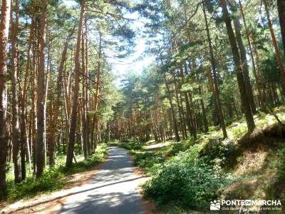 Loma del Noruego; Pinares Valsaín; viajes senderismo;viajes de montaña;senderismo organizado